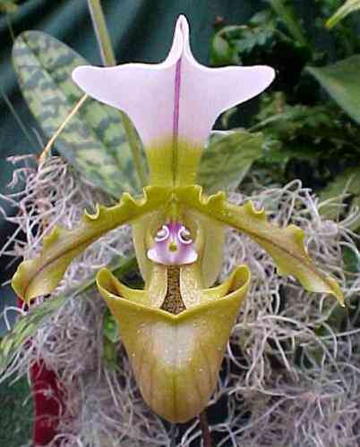 Paphiopedilum spicerianum 